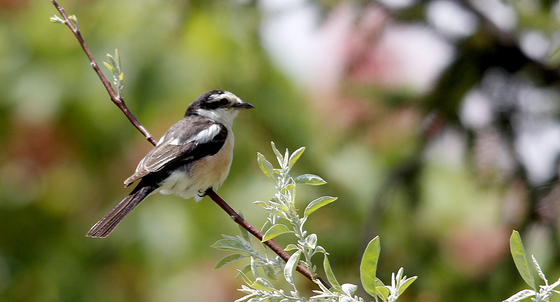 Masked Shrike